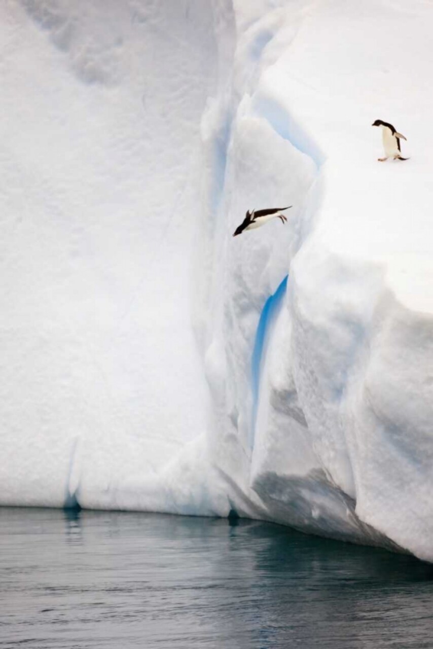 Antarctica Adelie penguin diving off an iceberg by Don Grall - Item # VARPDXAN02BJA0041
